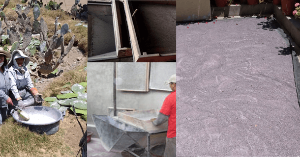 Quality depends on the manner of death and drying of the cochineal Quality depends on the manner of death and drying of the cochineal