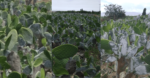 Cochineal field where reproduce freely Cochineal field where reproduce freely