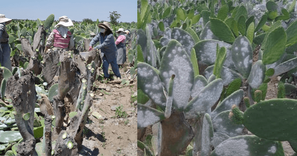 Cochineal harvest is manual and careful Cochineal harvest is manual and careful