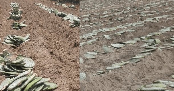 Cochineal plantation for each hectare Cochineal plantation for each hectare