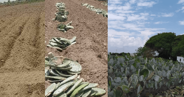 Cochineal field in Peru showing weather Cochineal field in Peru showing weather